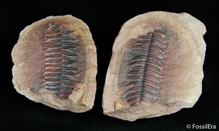 Fern Fossil From Mazon Creek - Million Years Old #3073